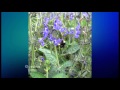 Plant Pick - Salvia - Curling Waves