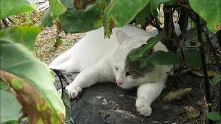 元野良猫タマと一緒に家庭菜園を見に行きました　A black and white cat