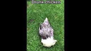 very drunk chicken #subscribe