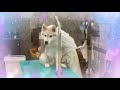 husky dog nail cutting