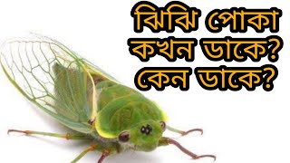 ঝিঁঝিঁ পোকা কখন ডাকে কেন ডাকে? ঝিঁঝিঁ পোকা কীভাবে ডাকে সরাসরি দেখুন