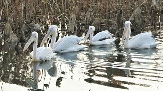 20211211 上野動物園　並んで泳ぐモモイロペリカン