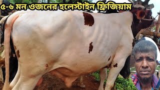 পাবনা অরোনখোলা হাট আপডেট  ।।special cow।।০৬/০৯/২০২৪