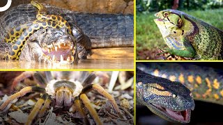 Discover the Deadliest Animals of the Amazon Rainforest! | Untamed Creatures