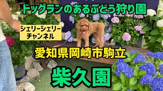 【ドッグランのあるぶどう狩り園】柴久園さんに行ってきたよ