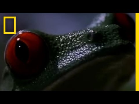Rã de olhos vermelhos (Agalychnis callidryas)