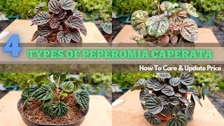 4 Jenis Peperomia Kerut dan Cara Merawat Peperomia Kerut #peperomia_kebuncilik