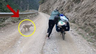 Abandoned, the poor dog tried to run after the couple for nearly 19km, begging for help