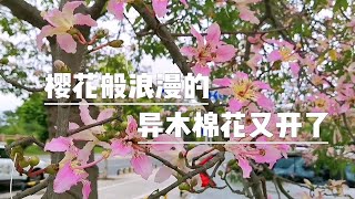 樱花般浪漫的异木棉花又开满东莞街头，仿佛春天又来了