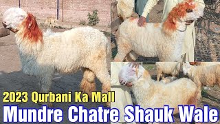 Mundre Chatre shauk wale | 2023 Qurbani Ka Mall | Nari farm | Big size Mundre Chatre | Lahore