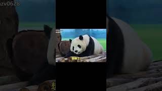 圓寶棲上趴著下青團好呆萌 #panda #yuanbao #圆宝