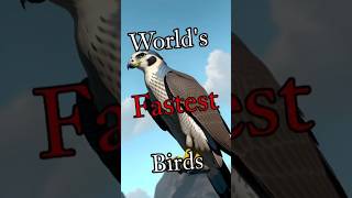 Peregrine Falcon: The Fastest Animal on Earth at 386 KM/H! | Top 5 Fastest Birds Ranked