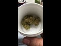 ocs unboxing bc sensi star by flowr 14.5% thc