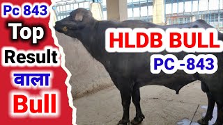 #Pc_843_hldb_top_bull लाजवाब #result