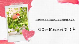 コザクラインコは豆苗が好き？与える部位にはご注意を！！