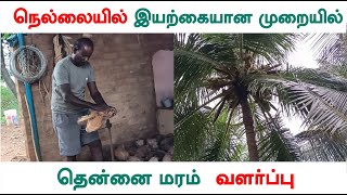 இயற்கையான முறையில்  தென்னை மரம் வளர்ப்பு | Coconut Tree Plantation Organic | இயற்கை உரம் | Palluyir