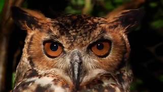 Aves rapaces - Área Silvestre - Temporada 2018 Capítulo  19