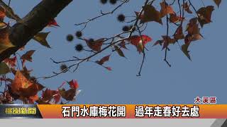 石門水庫梅花開  過年走春好去處