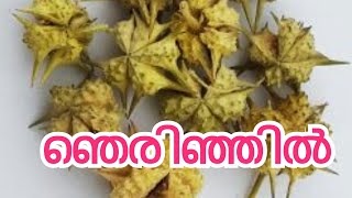 ഞെരിഞ്ഞിൽ Tribulus terrestris ഔഷധ ഗുണങ്ങൾ ശ്രീനിവാസൻ വൈദ്യർ പുൽപ്പളളി വിവരിക്കുന്നു.