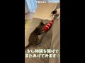 【子猫の初めておもちゃシリーズ①】petioのけりぐるみを子猫に与えたらどうなるのか【保護猫】 what happens if petio kerigurumi is given to kitten