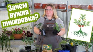 Эти культуры не перенесут пикировку! Главные правила пикировки рассады!