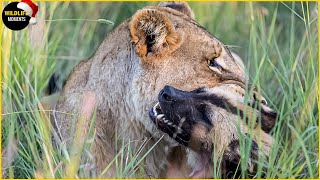 Evil Lion Attacks Wild Dog Pup & 45 Moments Lion Vs Wild Dog