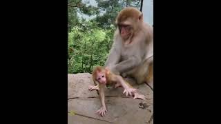 Yavrusundan bıkmış Anne maymun🤣 / Monkey videos #shorts