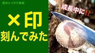 🍄彫刻🪵 成長中の椎茸に「×」を刻んでみると… #Shorts