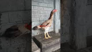 😱பழைய இனவழி முள்ளு பெறுவடை கோழி 😍old linege mullu pottai kozhi💯breeding quality 🐓.....