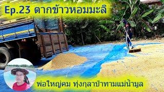 Ep.23 ตากข้าว ข้าวหอมมะลิ