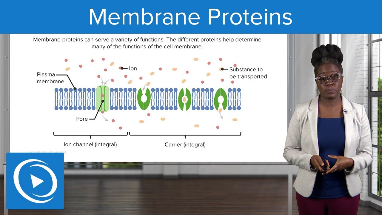 Membrane Proteins Physiology Lecturio Nursing Youtube