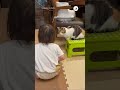 猫に言葉が通じた瞬間｜peco 三毛猫 calicocat 保護猫 猫 猫動画 猫のいる暮らし cat catlover catvideos 女の子 girl