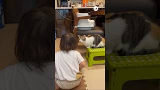 猫に言葉が通じた瞬間｜PECO #三毛猫  #calicocat #保護猫 #猫 #猫動画 #猫のいる暮らし #cat #catlover #catvideos #女の子 #girl