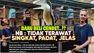 INI CARA MUDAH MERAWAT CENDET BARU BELI || NB : TIDAK TERAWAT, AGAR CENDET CEPAT GACOR