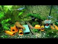 awesome dwarf catfish three striped african glass catfish