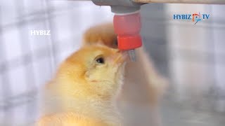 Kasthuri Breeding Farms | Coimbatore | Poultry India 2017