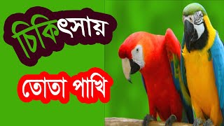 তোতা পাখি দিয়ে কি চিকিৎসা করা যায় দেখুন,See what can be treated with parrot birds,