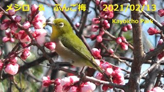 メジロ　\u0026　豊後梅　2021/02/13　Kayoicho Park