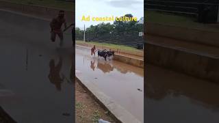 Boladaguttu kudi kambala miyar 2nd round 2024 kale+kollu #kambala #viralvideo #shorts #trending