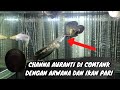 Menggabungkan channa auranti dengan ikan arwana dan ikan pari