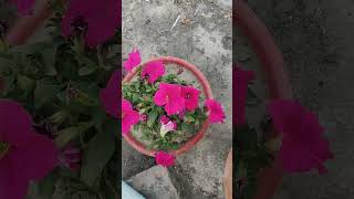 Flower || What is the name of this flower || এই ফুলের  নাম কি ||