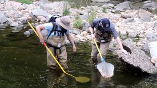 Capital Naturalist: Electro-shocking Fish