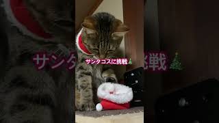 サンタがやって来た！ #christmas #merrychristmas #christmassongs #cat #キジトラ#クリスマスコフレ #クリスマス#猫のいる暮らし