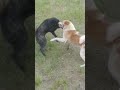 bloody dog fight