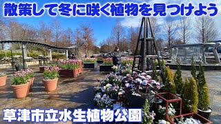 【草津市立水生植物公園】サトシが園内を散策し雪の中で咲く植物たちを探す【植物園】