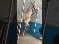 this horse does something incredible when left alone horse horsebeauty beautifulhorse