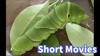 アゲハの幼虫🐛驚異の食欲！😂【Short Movies #39】#Shorts