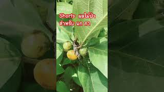 ผลไม้ป่า สำหรับ นก กา #ผลไม้ป่า #food #plants #shorts #shortsfeed