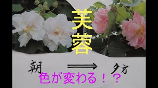 【芙蓉の色が変わるのは‥】特別編