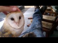 面白いフクロウとかわいいフクロウ ベストフクロウのビデオ編集null